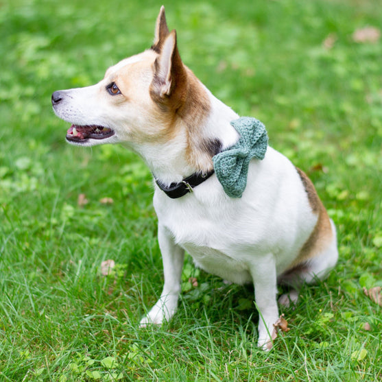 

Wow Bow - Dog bow
1